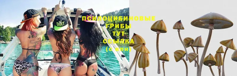 shop официальный сайт  kraken зеркало  Псилоцибиновые грибы Cubensis  Йошкар-Ола  купить наркотики цена 